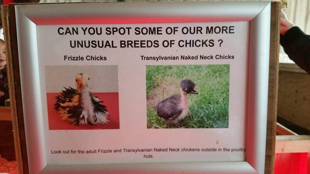 Transylvanian Naked Neck Chicks If thats not a film it ought to be