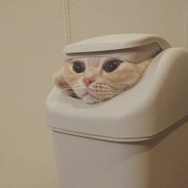 Trash cat