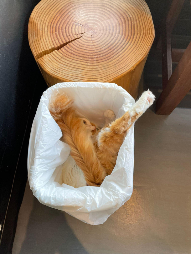 Trash cat