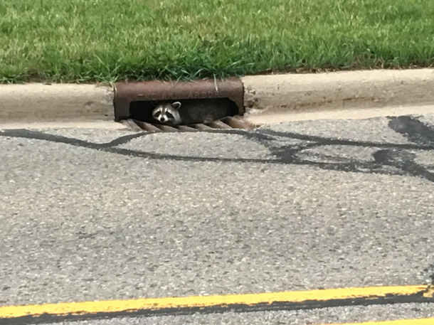 Trash Panda