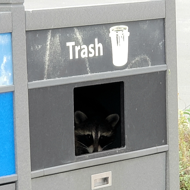 Trash Panda found his home