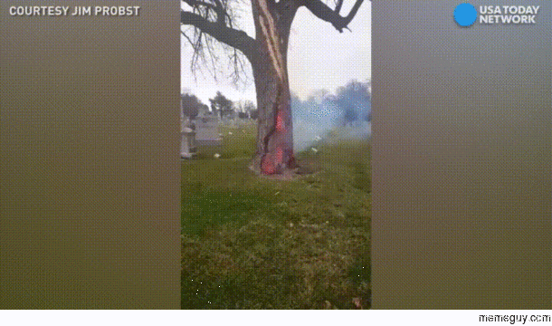 Tree burning from the inside after a lightening strike
