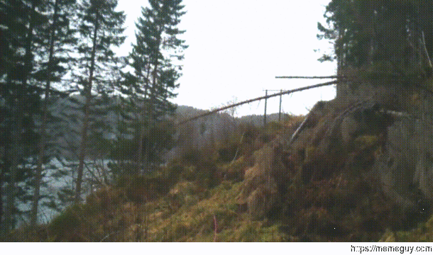 Tree fallen on powerlines