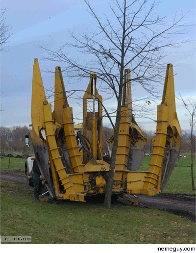 Tree removal
