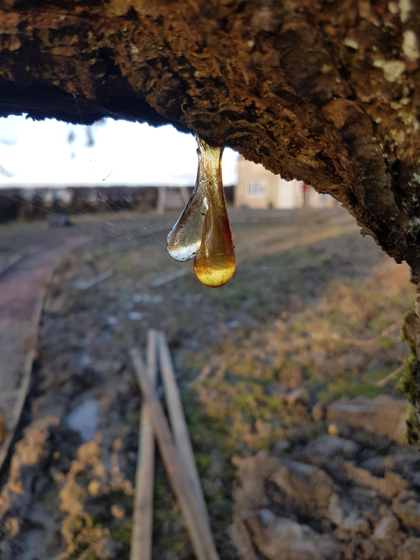 Tree with a ballsap