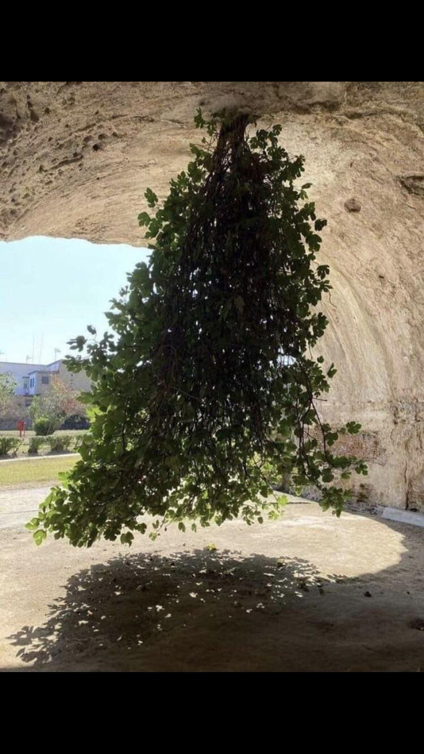 Trees in Australia