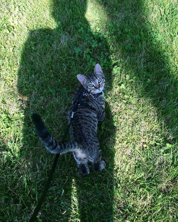 Tried something new today and took my cat out for a walk