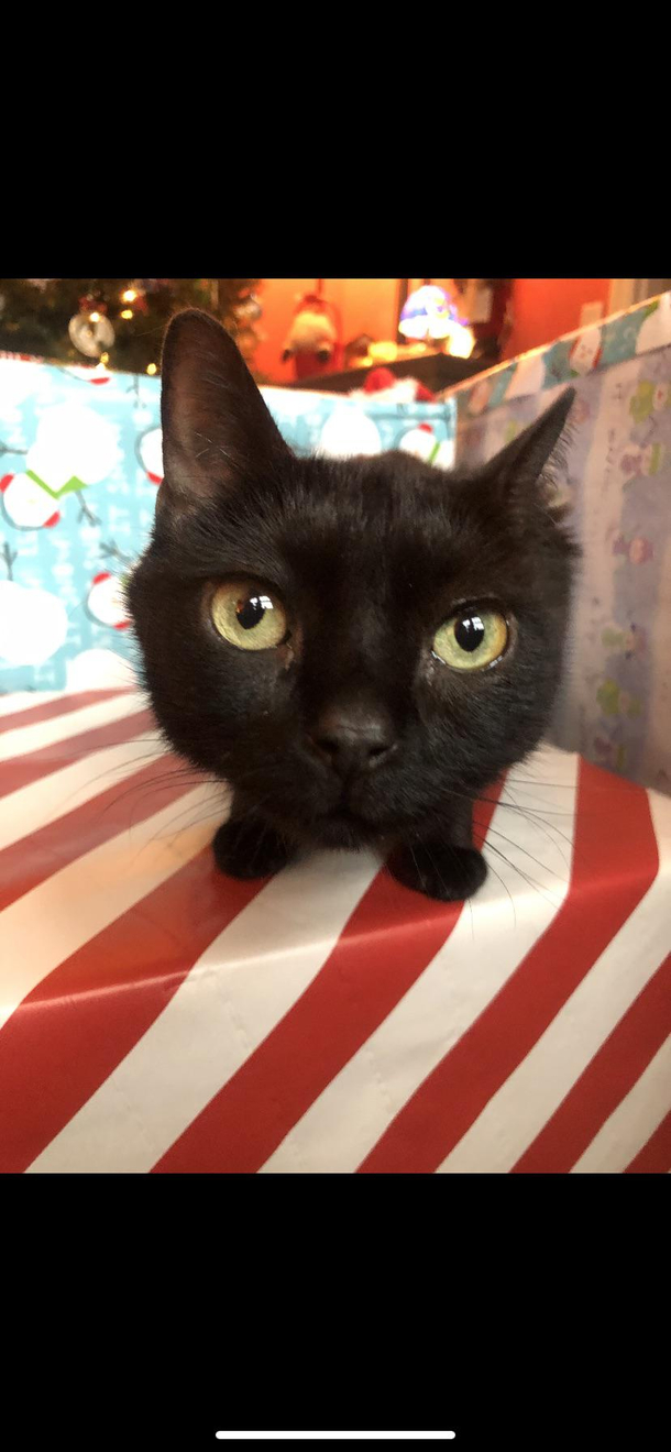 Tried taking a cute picture of my cat but accidentally deleted her body