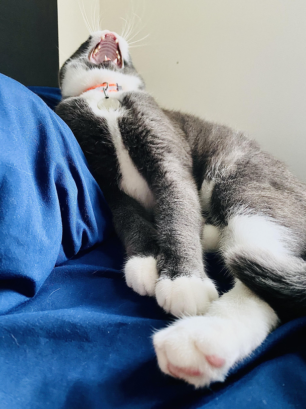 Tried to catch him in a regal pose He yawned in the middle