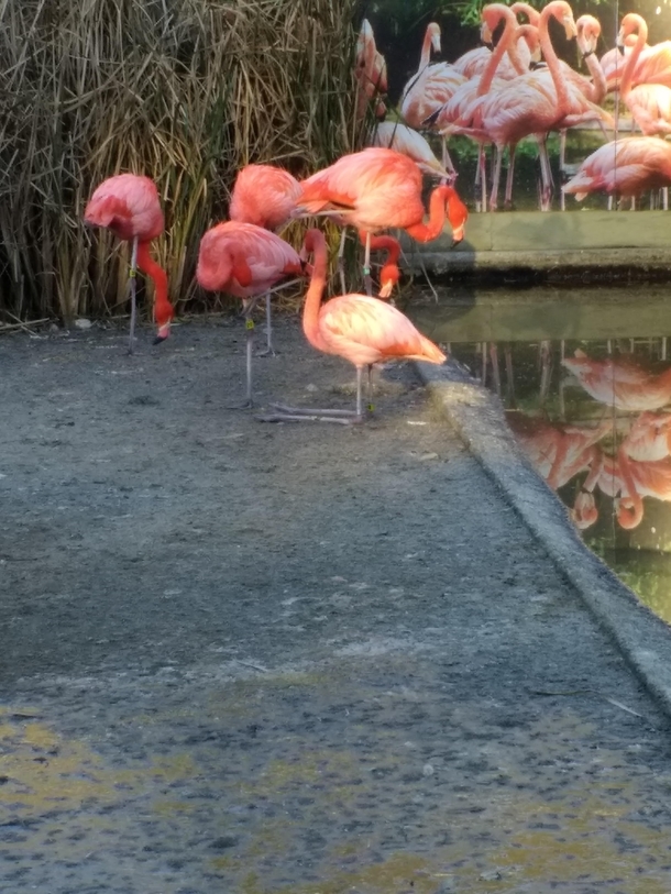 Tried to explain my son at the zoo that flamingos stand on one leg only
