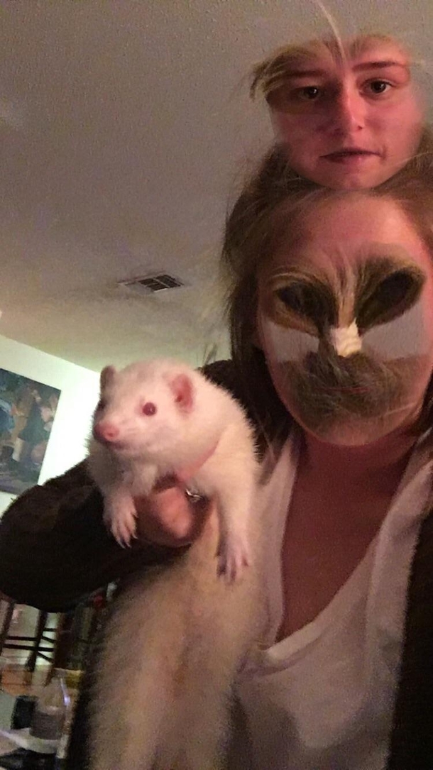 Tried to face swap this ferret didnt quite go as expected