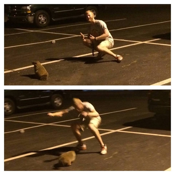 Tried to get a picture with this woodchuck then it charged me