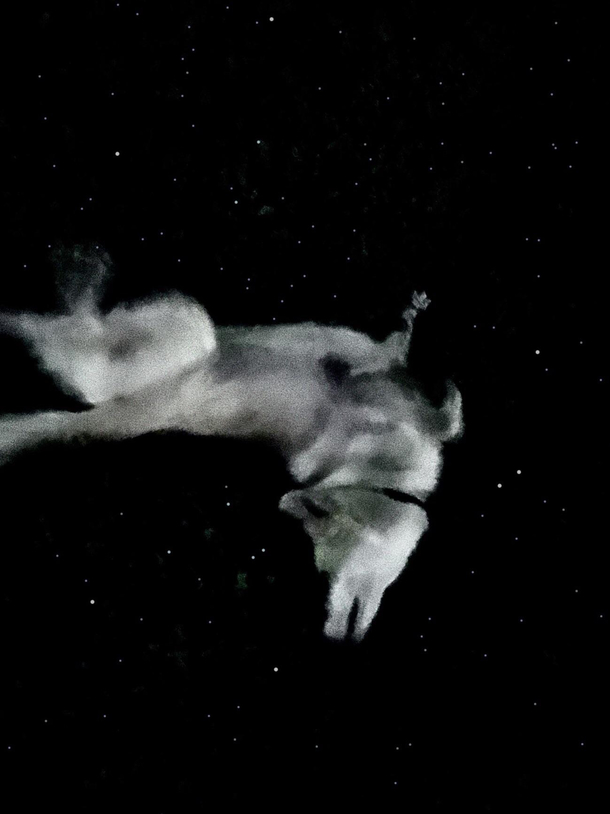 Tried to make something beautiful out of an old photo of her rolling around Instead it just looks like my dog got shot out the airlock