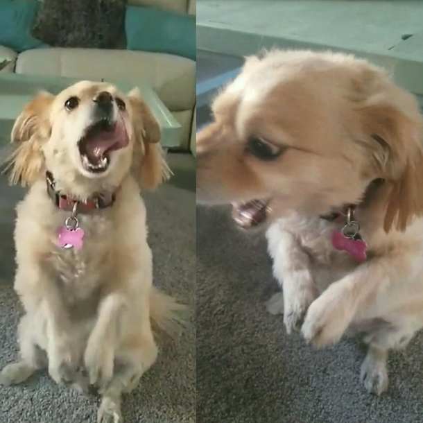 Tried to take a cute photo of my dog shes not very photogenic