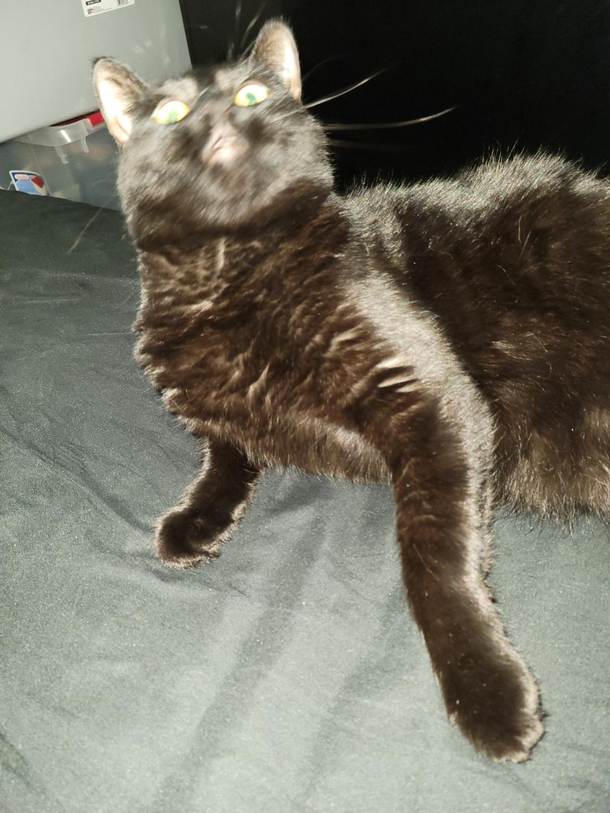 Tried to take a cute pic of my kitty forgot the flash was on lol