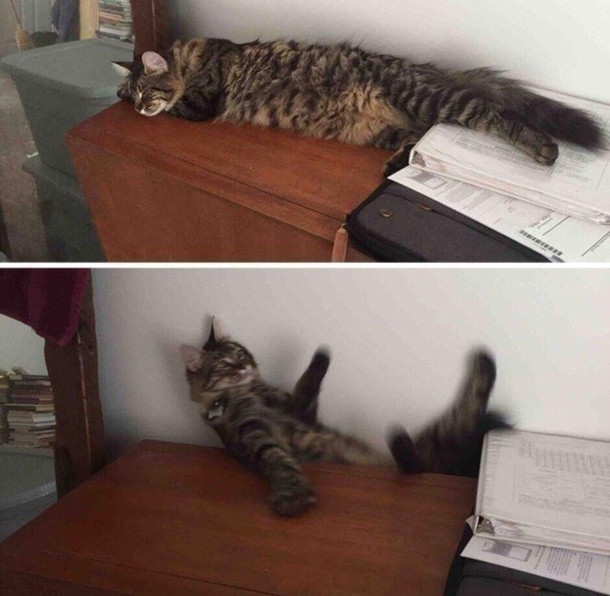 Tried to take a picture of my cat sleeping but accidentally scared him