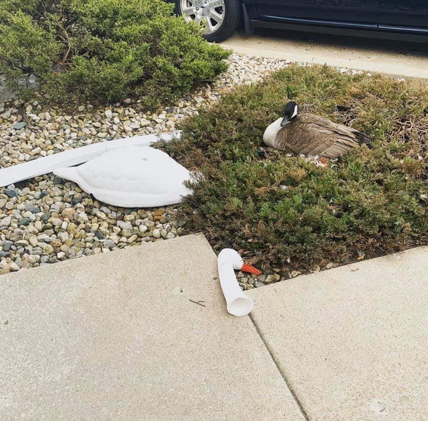 Tried to use a decoy to send a message The goose received it and sent one back