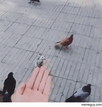 trolling a pigeon