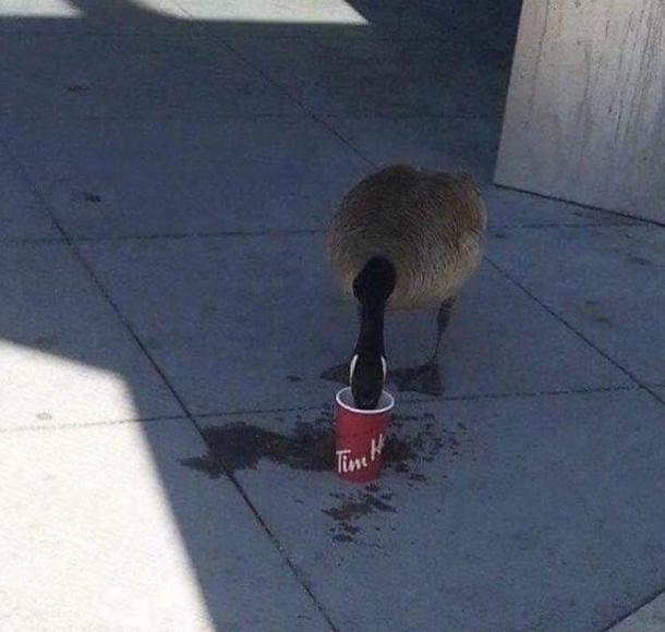 True Canadian