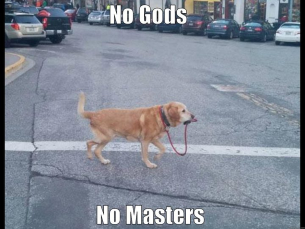True Doge