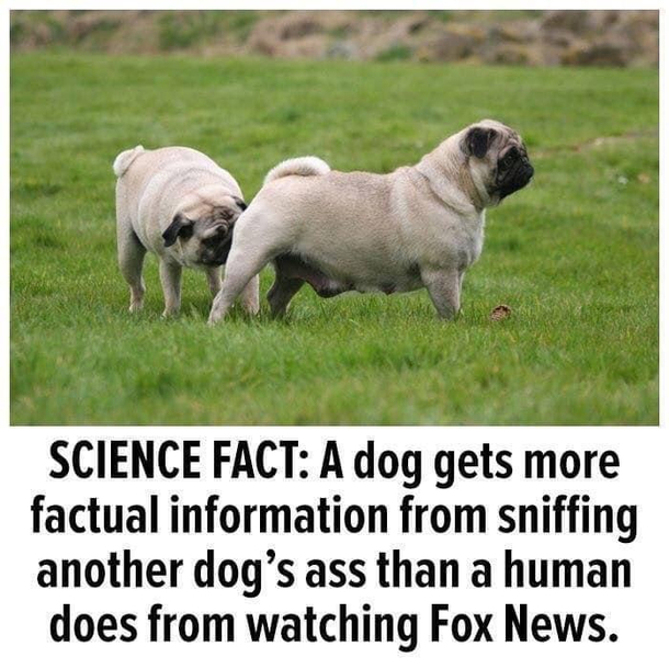 True Fact