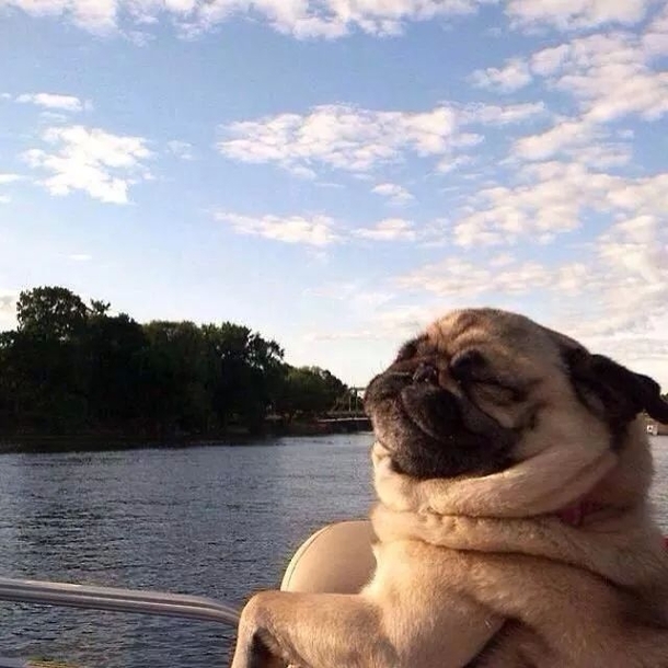 True pug life