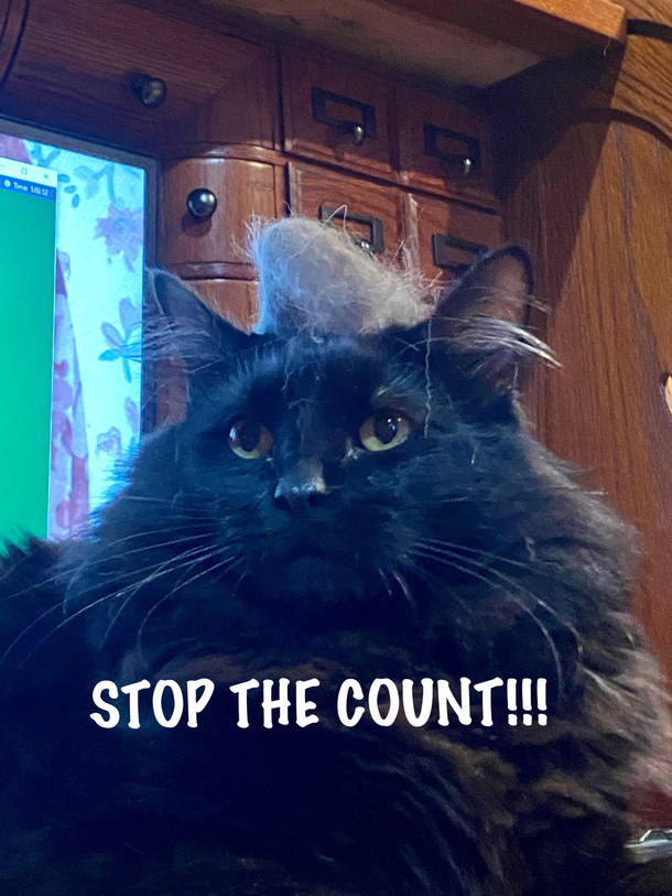 Trump cat