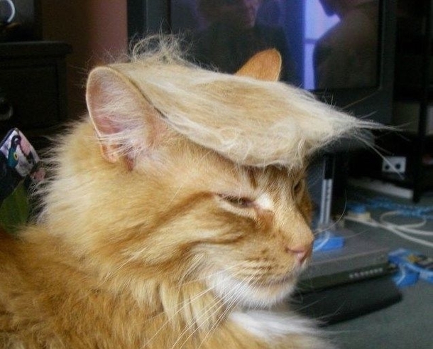 Trump your cat