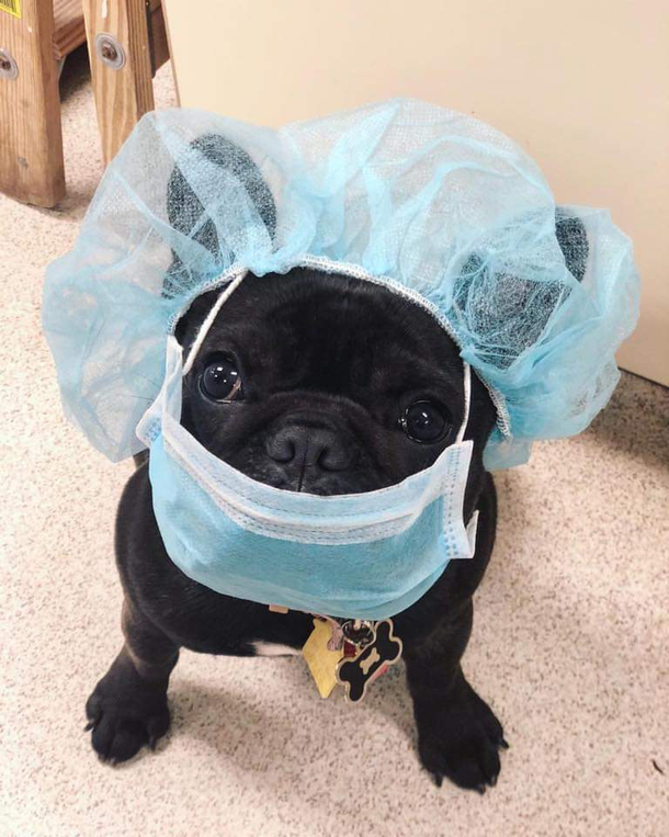 Trust me Im a dogtor 