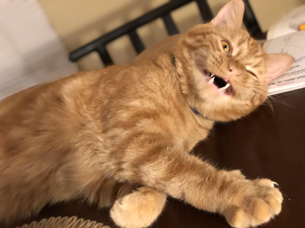 Trying take cute photos of my cat caught him at the end of his yawn