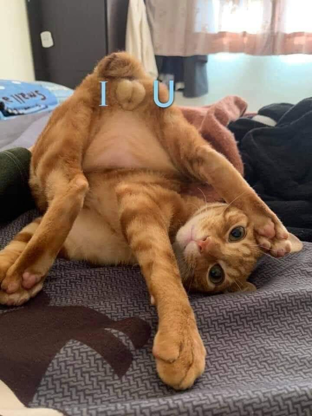 Trying to cat Instructions unclear