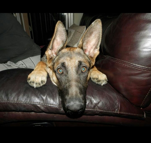 Trying to eat a bacon sandwich turn around and see this face