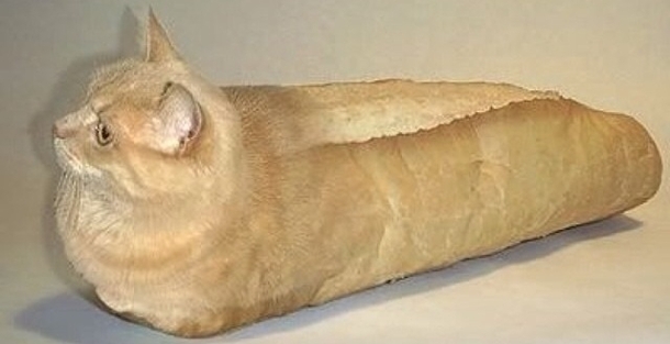 Trying to find pictures of purebred cats on google was not dissapointed