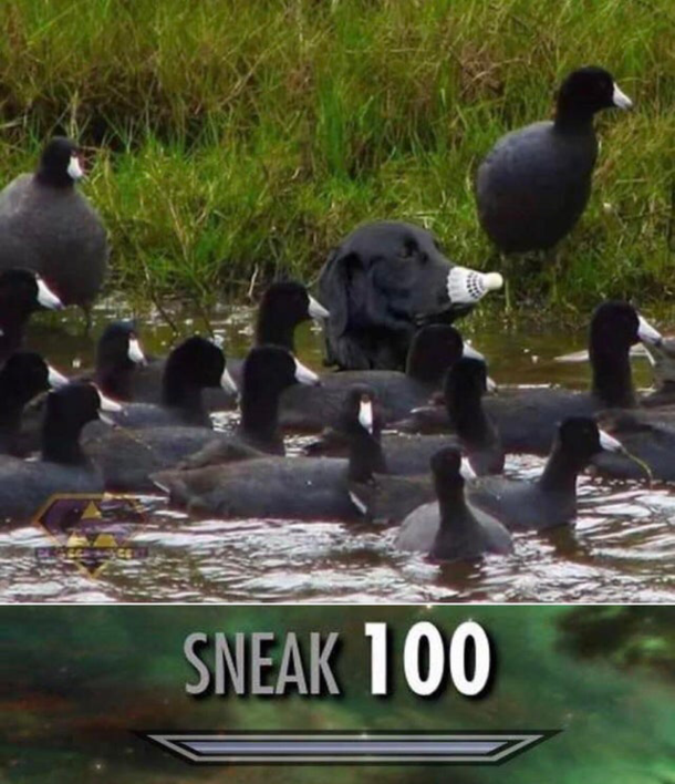 trying to fit in