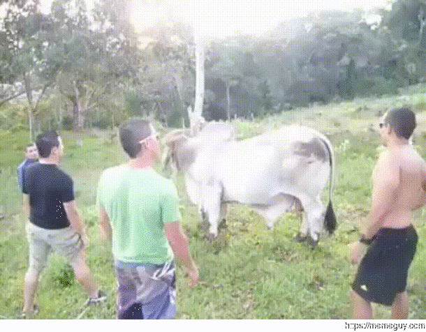 Trying to jump a bull