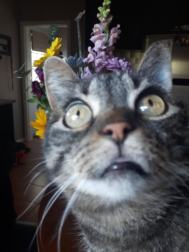 Trying to take a picture of my birthday flowers and my cat felt the need to remind me whos more important