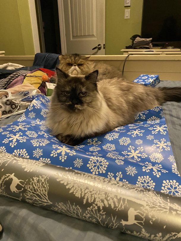 Trying to wrap presents with these two jerks