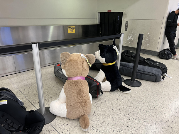 TSAs budget for security dogs seems to have been severely cut