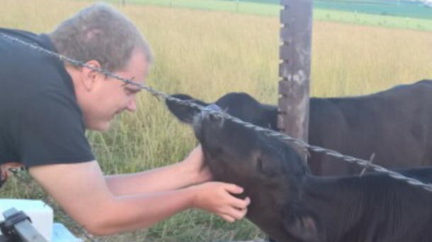 Turning the cows into dogs The cows dont seem to mind