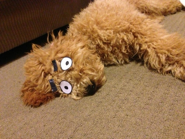 Turning your sleeping dog into a cartoon character is surprisingly easy