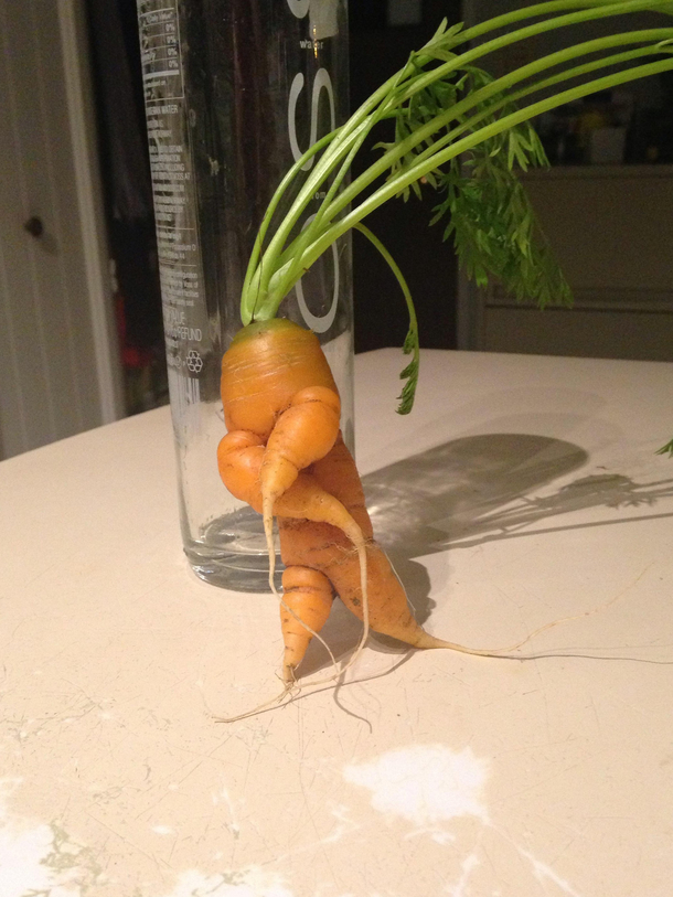 Turnip the Beet