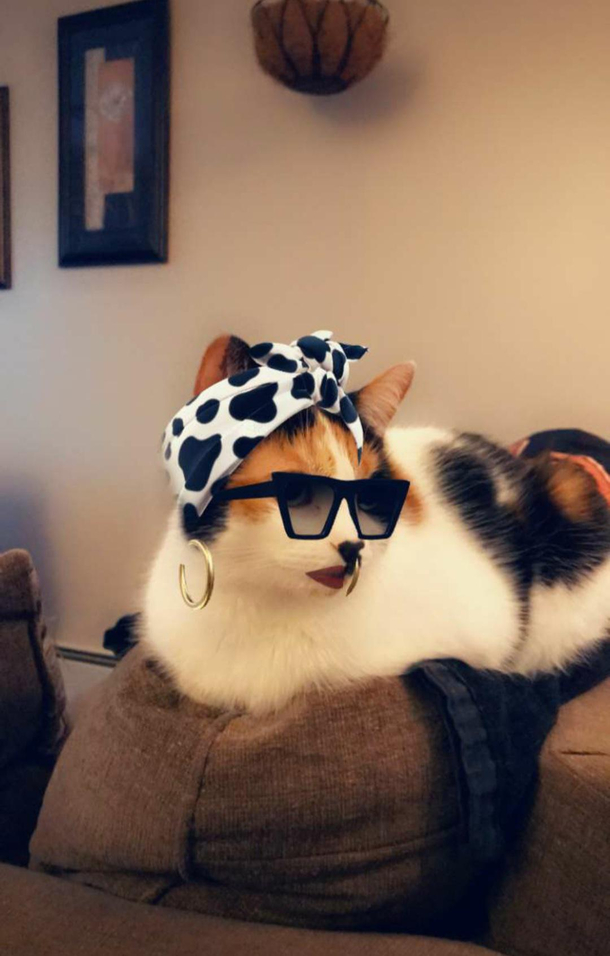 Turns out Snapchat filters will work on cats Meme Guy