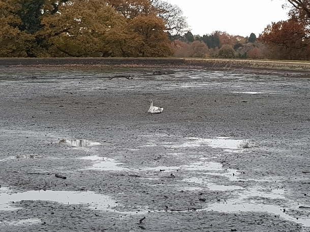 Turns out they drain the pond in my local park during winter This swan obviously didnt get the memo