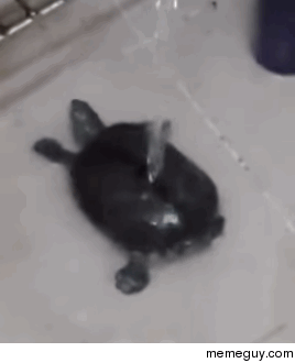 Turtle bath