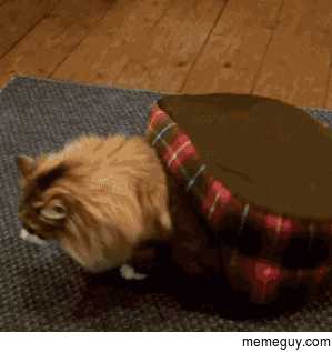 Turtle cat
