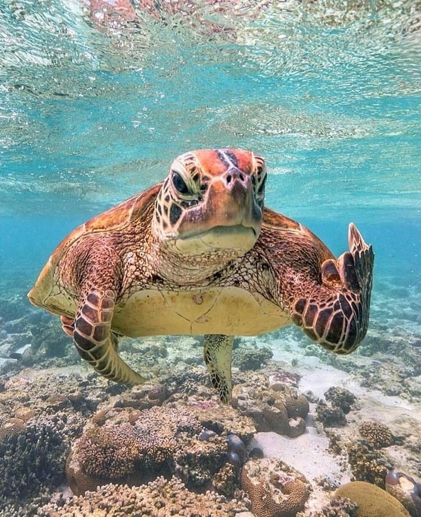 Turtle flipping the bird