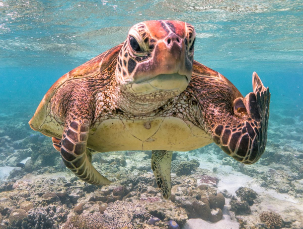 Turtle flipping the bird