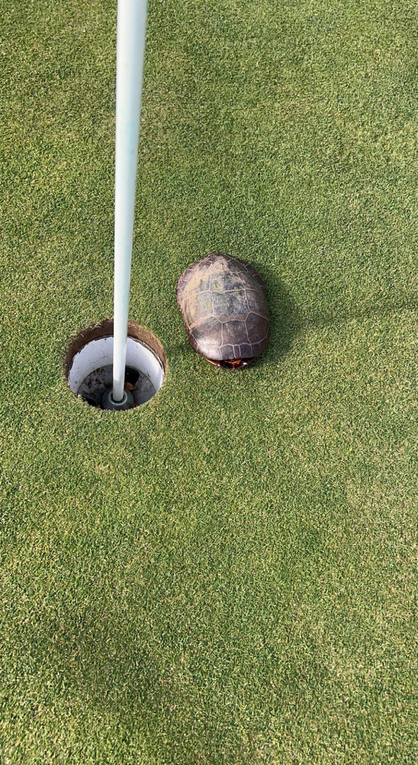 Turtle just wanted to play too