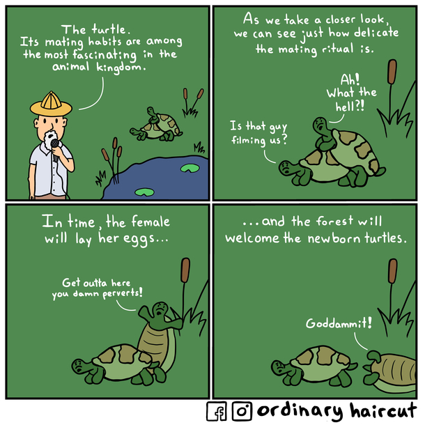 Turtle lovin