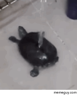 Turtle takes a bath